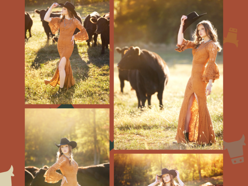 photo collage of a senior girl cowgirl in a deep burnt orange jumper in a field with her Angus cows